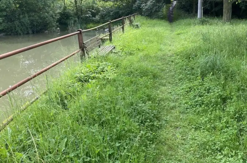 Cesta u rybníka