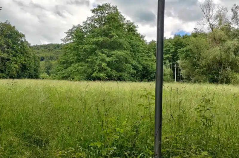 Psí louka - vysoký travní porost