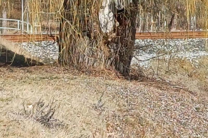 Tuhnická vrba březen 2025