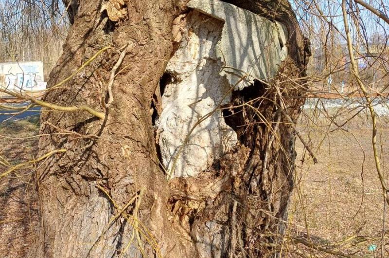 Tuhnická vrba březen 2025