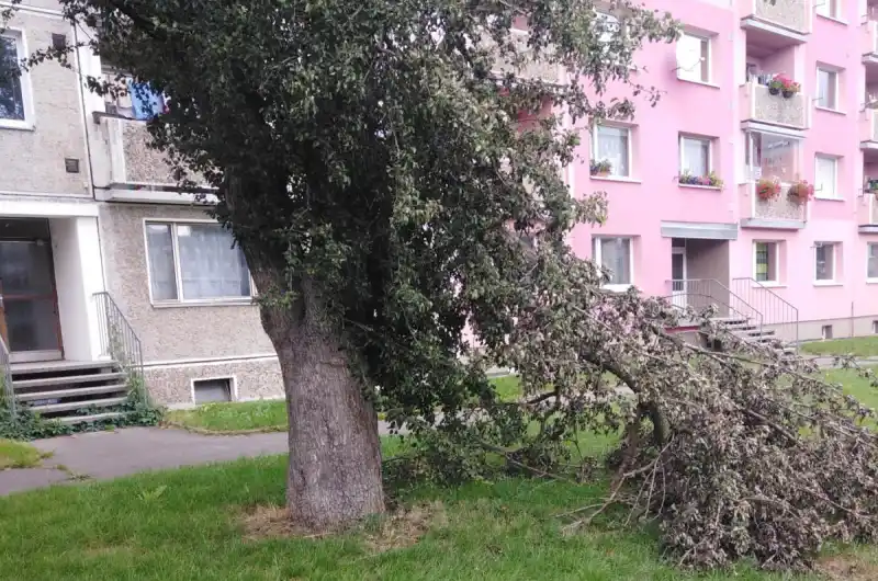 Ulomená větev plané hrušky za obytnými domy ulice 1. máje č.p. 41 až 49 ve Dvorech