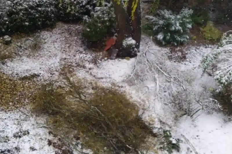 Ulomené větve vrby v Poštovní (na snímku dvě ze tří)