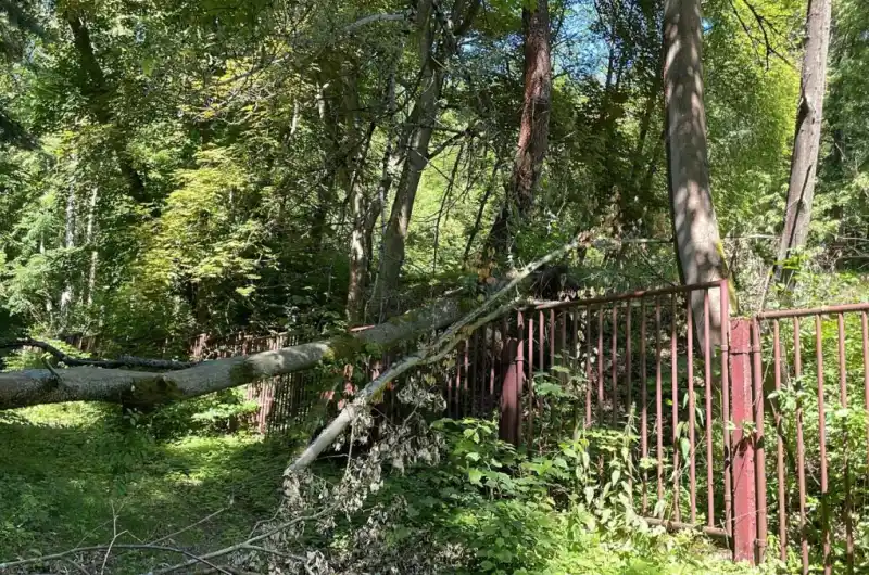 spadlý strom u letního kina