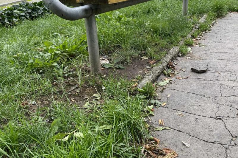 Nedopalky mezi kaštany