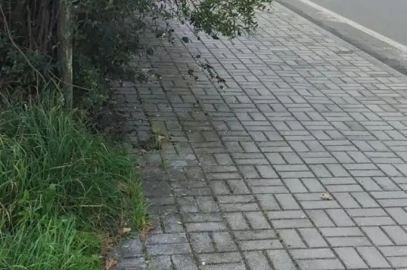 roští 1