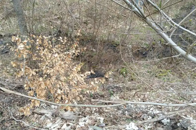 foto zdechliny divočáka