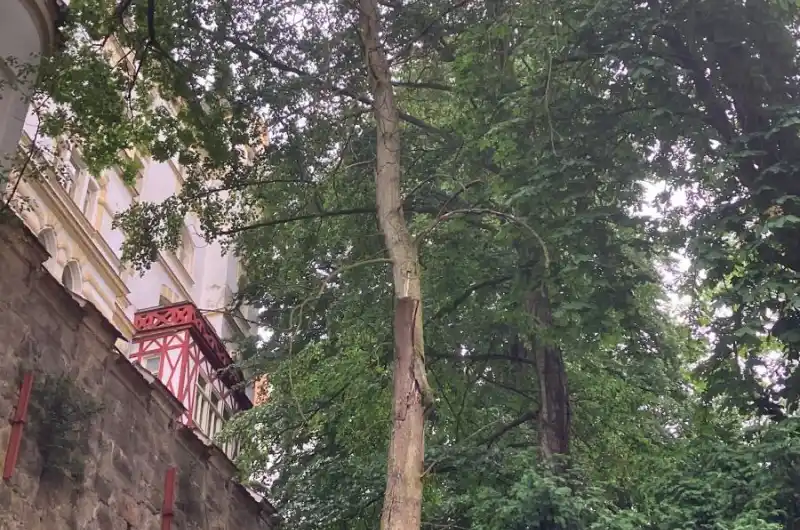 Suchý strom