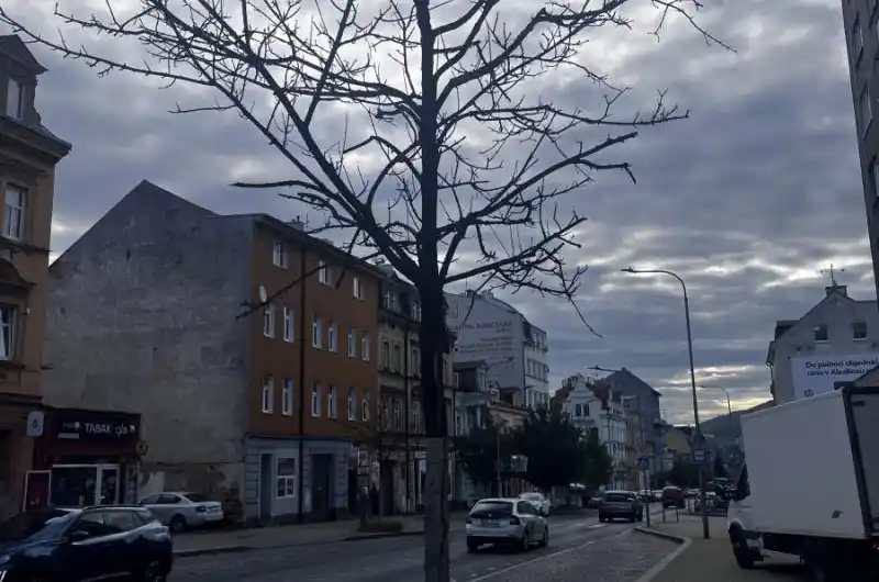 Uschlé a neudržované (neprořezané) stromy po celé Sokolovské.
