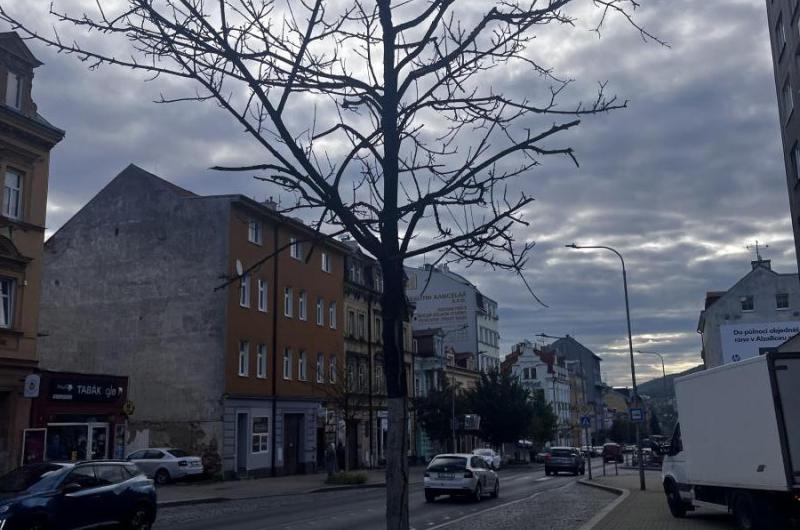 Uschlé a neudržované (neprořezané) stromy po celé Sokolovské.