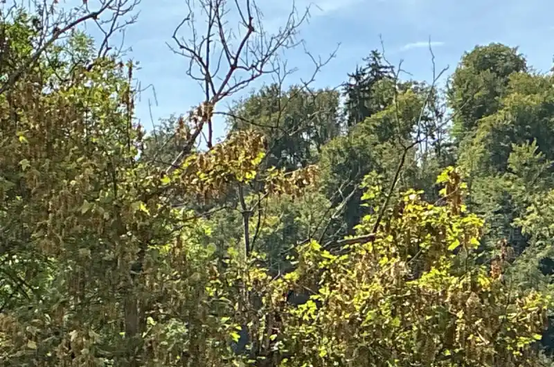 sušící větve stromu