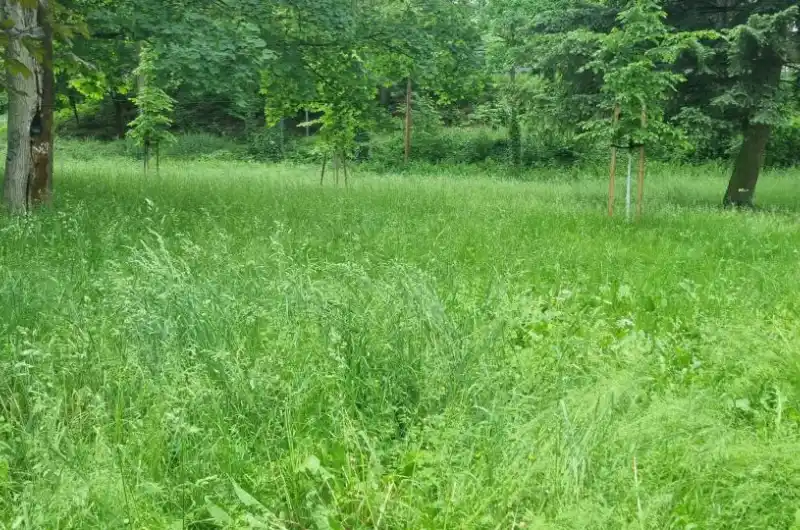 Park