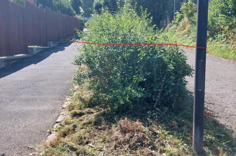 Keř v Mozartově ulici, před domem Mánesova 570/2 - SNIŽIT VÝŠKU