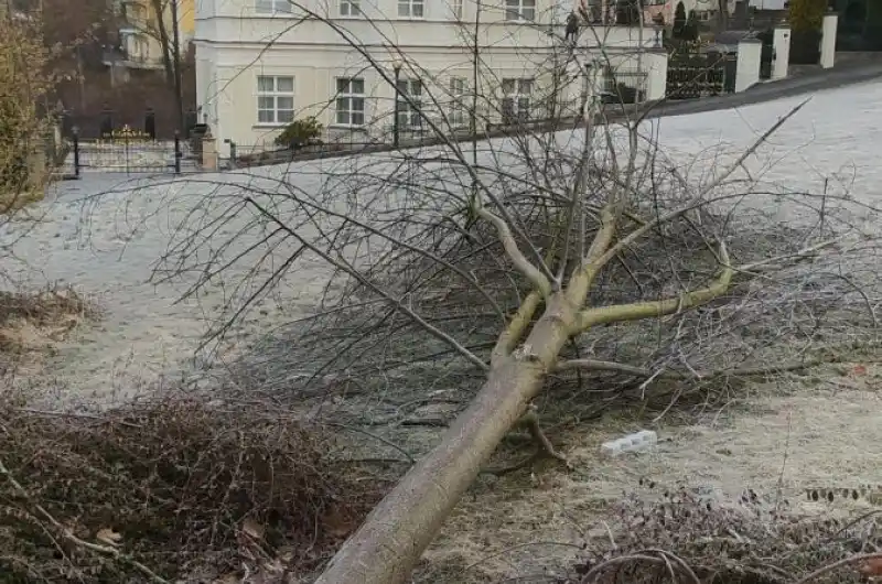 příroda sama sobě arboristou