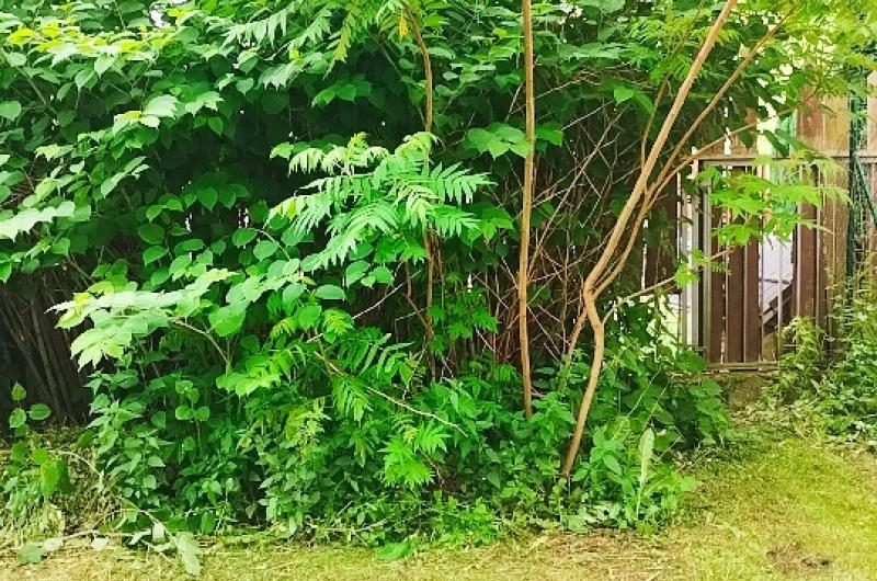 Křídlatka japonská a pajasan žláznatý v rohu pozemku