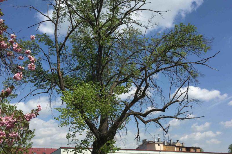 suché větve na stromu na parkovišti v Tuhnicích za Meteorem