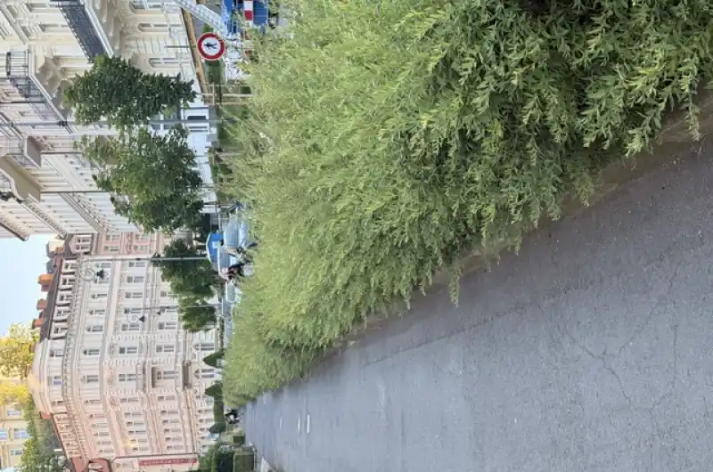 keře Sadová ulice