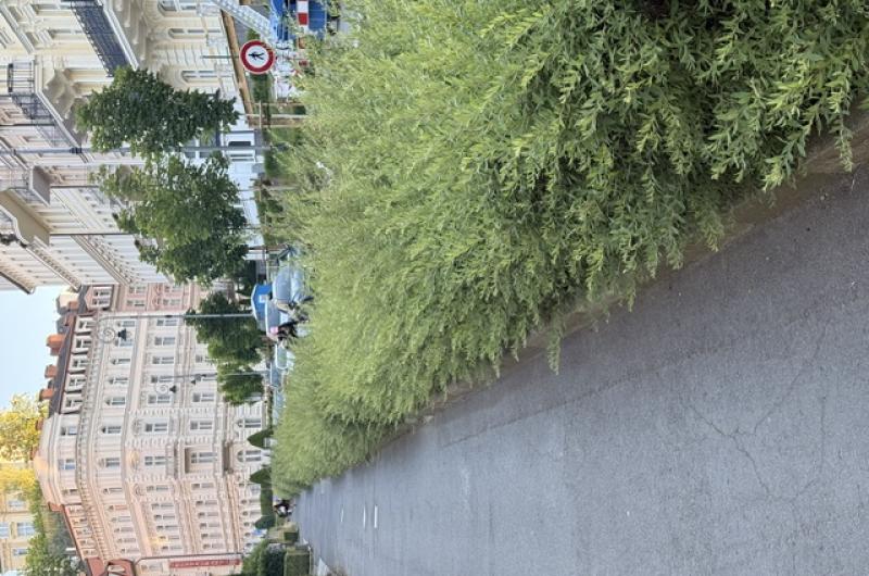 keře Sadová ulice
