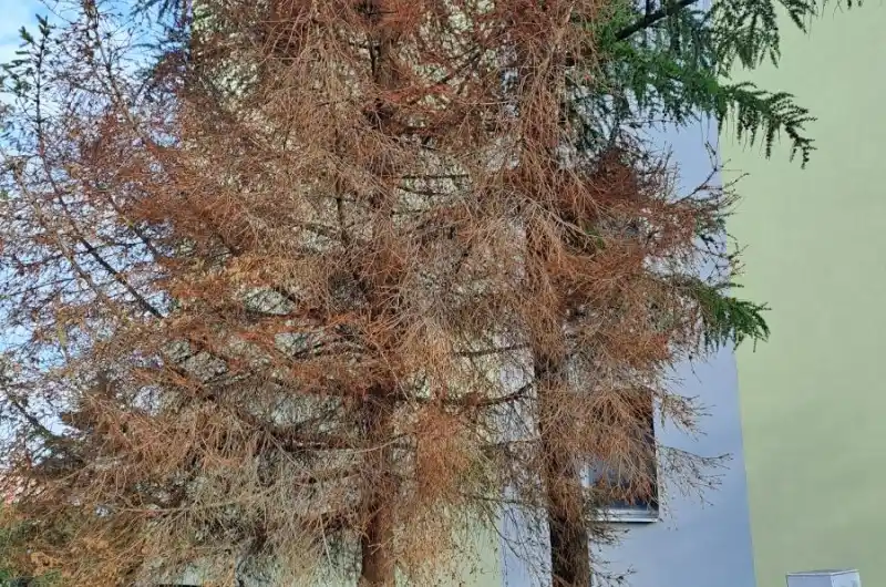 8/6