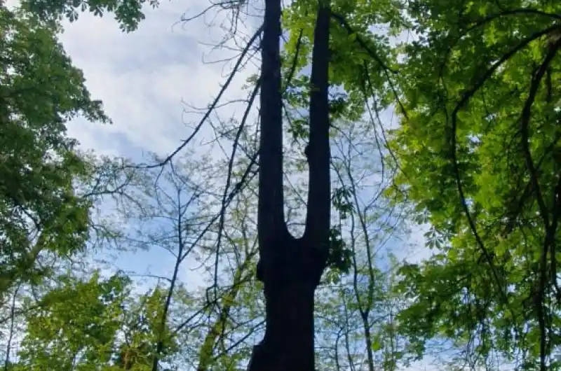 nebezpečný strom