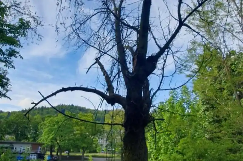 nebezpečný strom