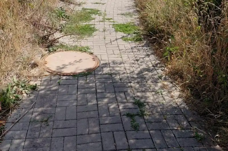 zarostlá cesta traviny