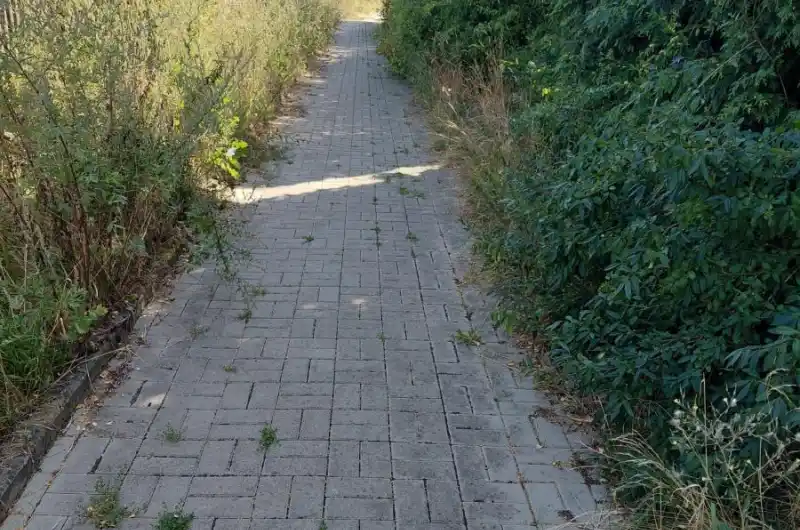 zarostlá cesta keře a traviny