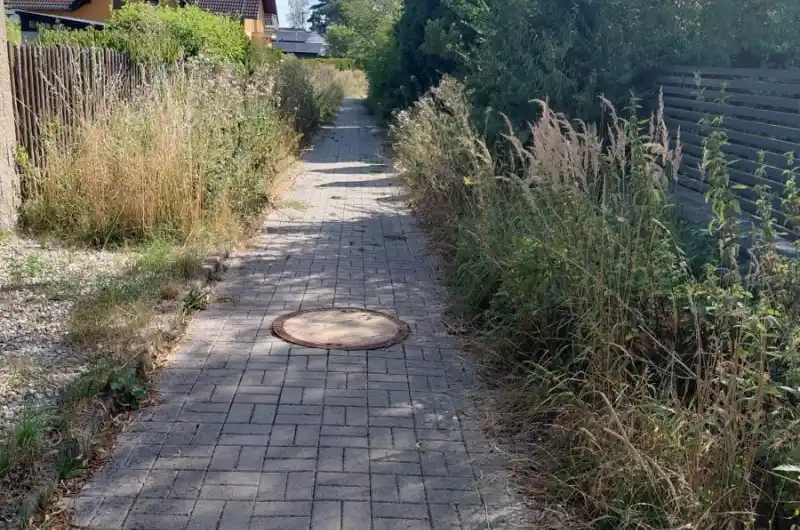 zarostlá cesta keře a traviny